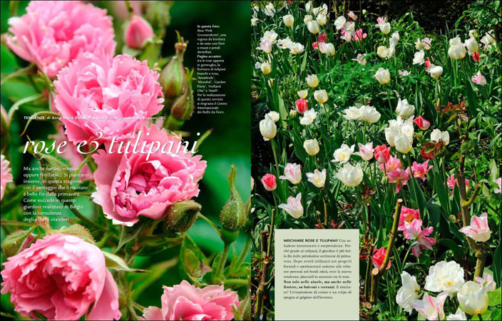 Speciale Le Rose